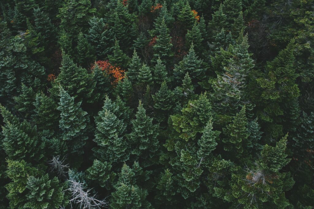aerial view of green leafed trees